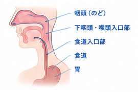 咽頭癌〜食道入口部癌